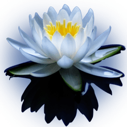 water-lily