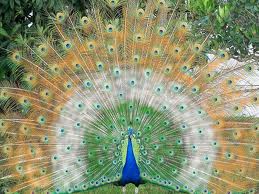 peacock6