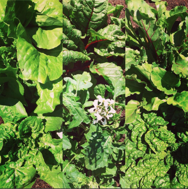 Screen Shot 2016-04-05 at 7.07.33 AM