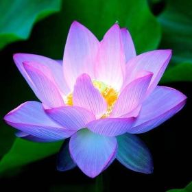 lotus-blossom