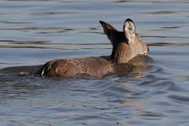 DeerSwim