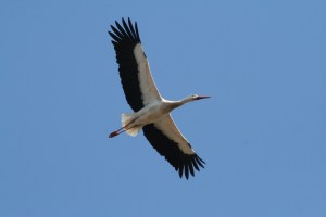 stork1