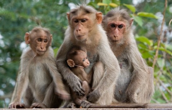 monkeys_family