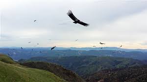 Condors