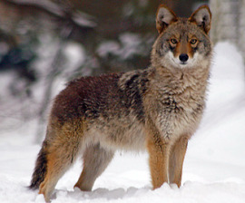 coyote_snow